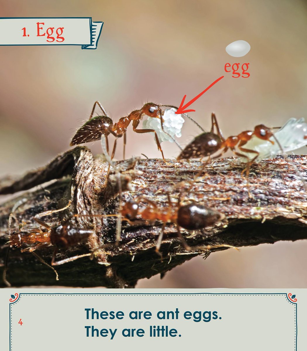 Learn about ants while practicing Power Words! #ARCPress americanreadingathome.com/bookstore/book…