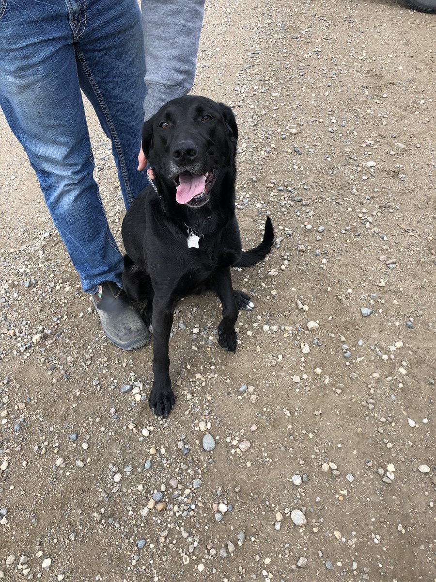 SeCanLauren's tweet photo. First #corn trial ever and of course #FarmDogsOfTwitter cute lil Phoenix 🐾 #plant19 #trial19 #corn 🌽 I’m glad I’m in #WestSaskIsTheBestSask so I don’t have to do many of those! #Riverhurst #Irrigation #PrideSeeds #Dekalb #Pioneer #alltheprettycolours https://t.co/kkLywB7JGb