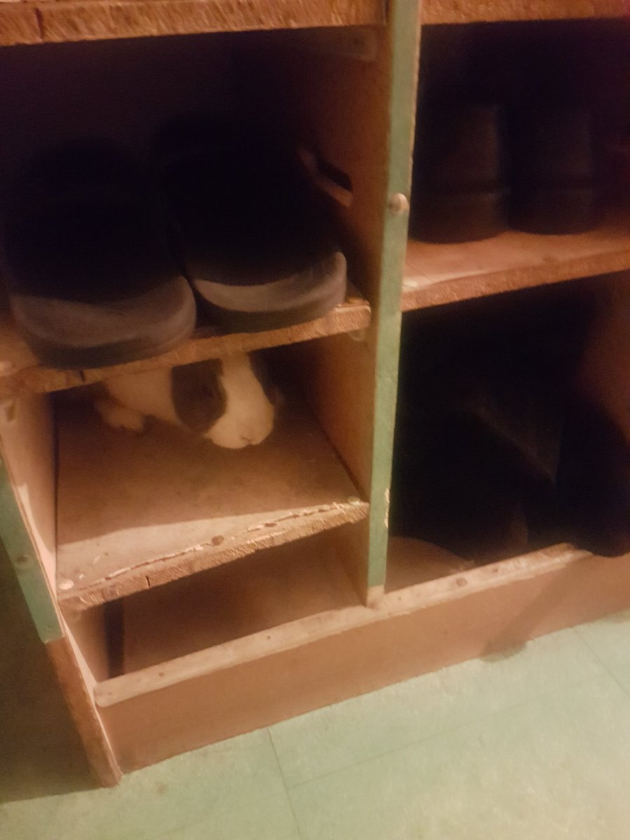LapineMitty's tweet photo. J'essaie de comprendre ce que ressente les animaux enfermés dans leur cage et cela ne m'a vraiment pas l'air terrible @gerardcollomb!

#EarthResistance 
#LyonEnCage
#CirqueSansAnimaux
#ExigeonsUneLoi https://t.co/T8qMIRYSgt