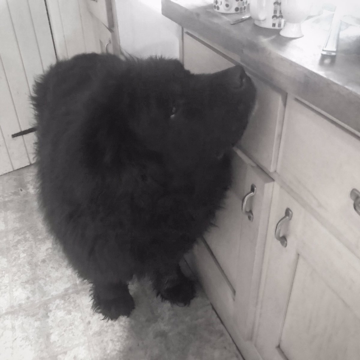 cornwall4dogs's tweet photo. When your dog’s snout reaches the kitchen counter #newfieproblems #chickenhunting #newfie #dog #dogfriendlycornwall https://t.co/MbQ3gUIddf