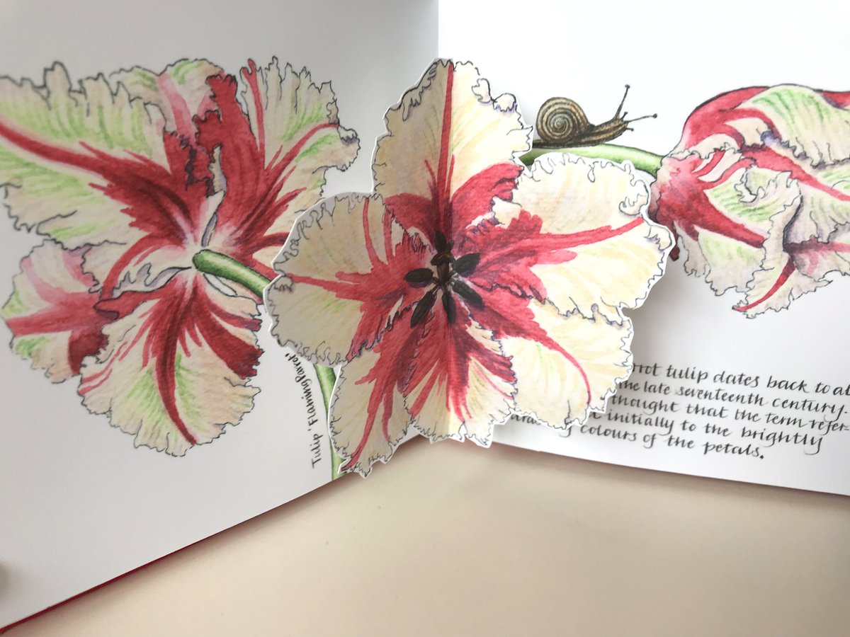CK_illustration's tweet photo. Pages from one on my limited edition, handmade pop-up artists' books that will be launched at the 'turn the page' Artists' Book Fair in The Forum, Norwich 17th/18th May 10.00am-5.00pm.  This one features tulips - with the odd @Hodmedods! @ttpABF #bookart https://t.co/Jqo24YXKhu