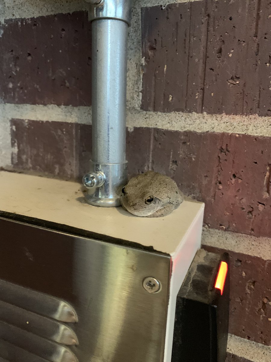 MrsSommerWMS's tweet photo. I think we found a new mascot! The Warrensburg Kermits? 🐸 This little guy was our door greeter morning. #TigersWMS #MayThePositivityBeWithYou https://t.co/4ewtxjNETi