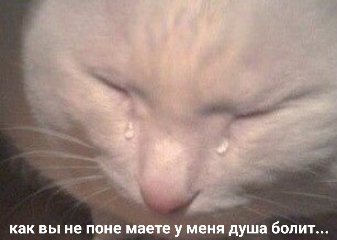 Кот плачет