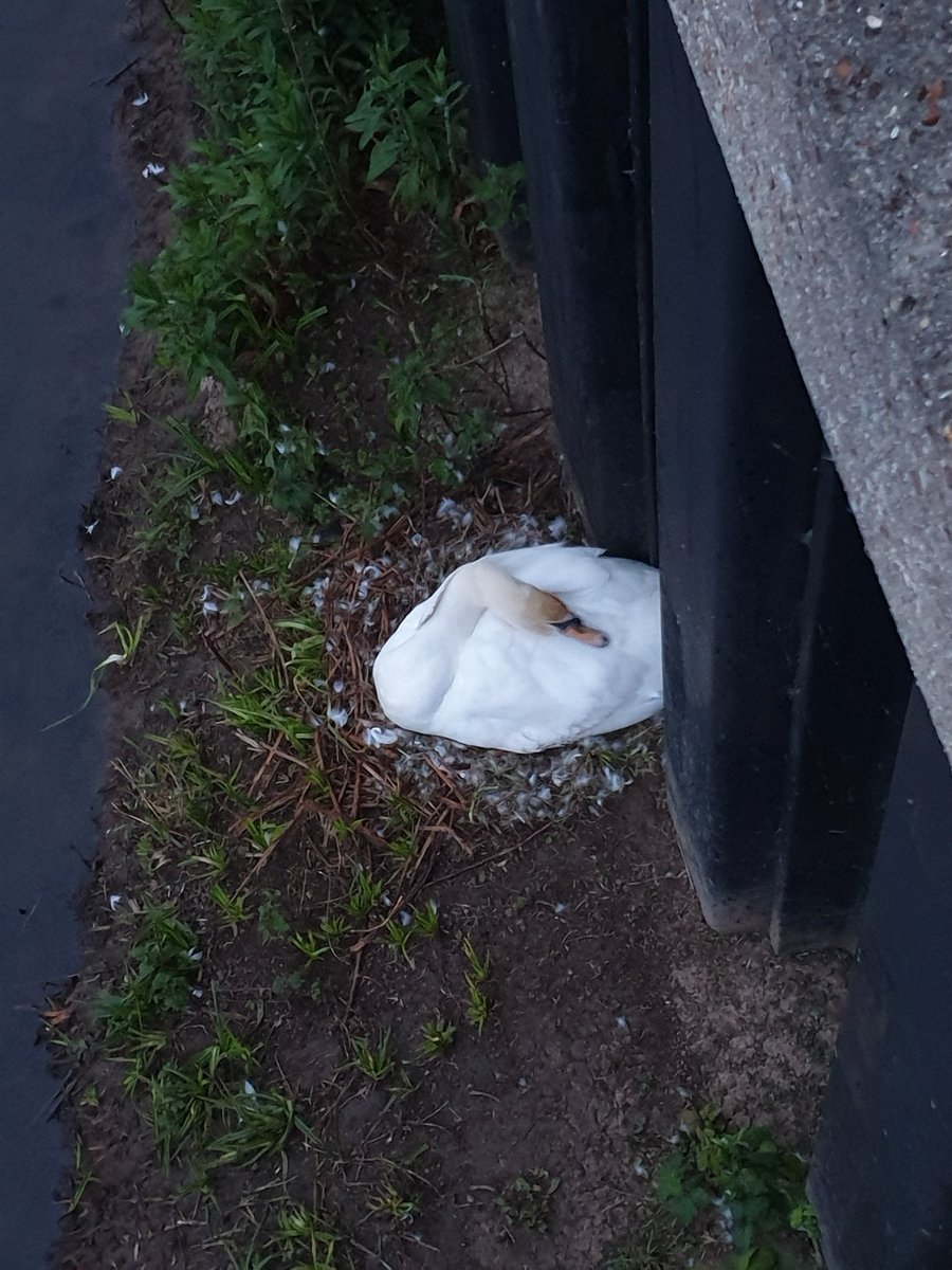 SarahJGov's tweet photo. Congrats to Meghan and Harry but the most anticipated births down this way will be the #ExeterQuay cygnets! Slightly nervous of some of the nesting spots but fingers crossed 🤞 #WildDevon #Wildlife https://t.co/fGs4biJmR4