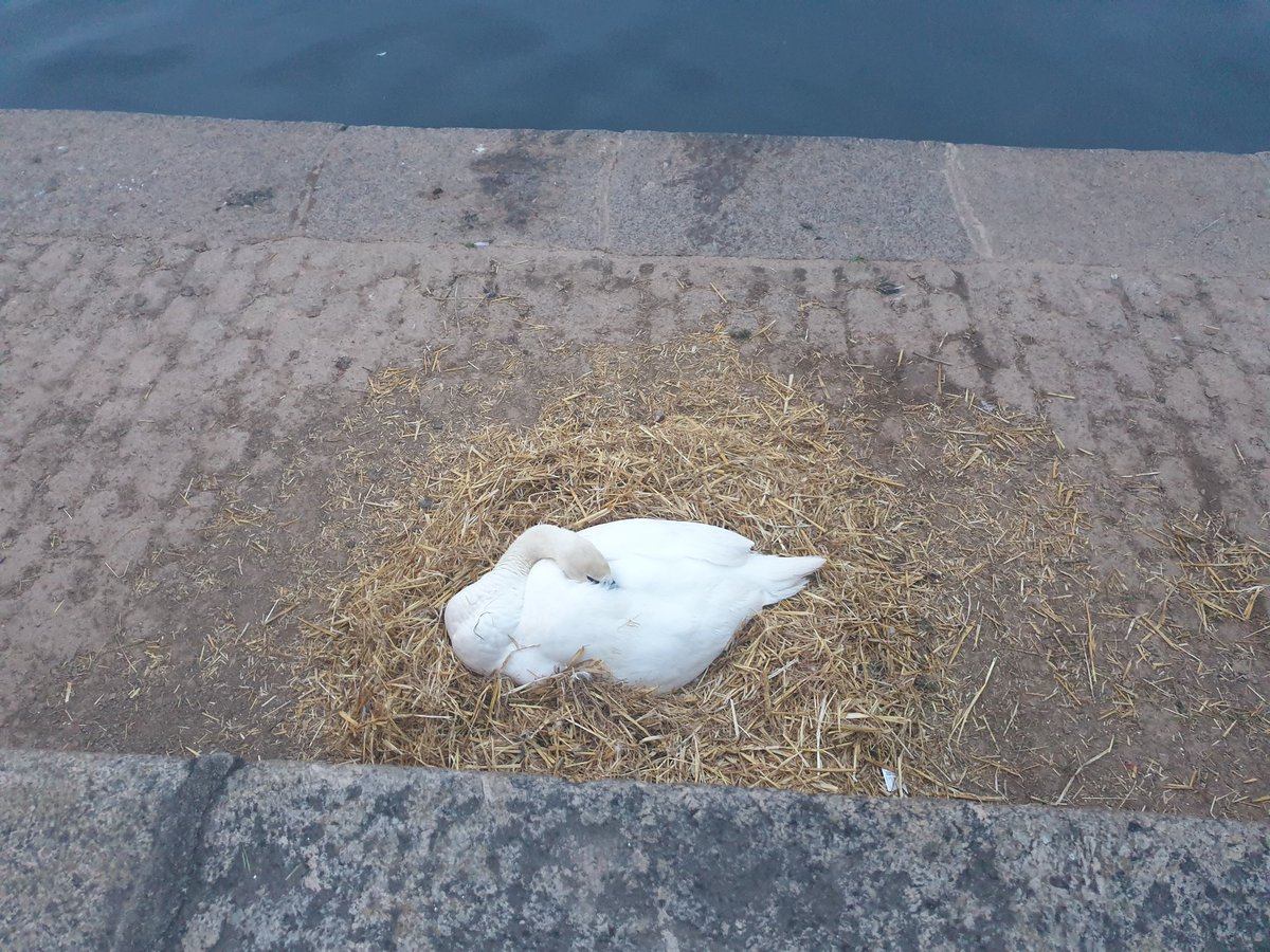 SarahJGov's tweet photo. Congrats to Meghan and Harry but the most anticipated births down this way will be the #ExeterQuay cygnets! Slightly nervous of some of the nesting spots but fingers crossed 🤞 #WildDevon #Wildlife https://t.co/fGs4biJmR4