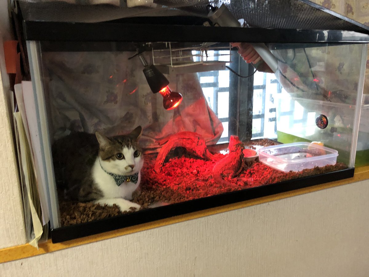 猫さんが爬虫類用のケージでぬくぬくと過ごしてた→あるあるな光景だが 
