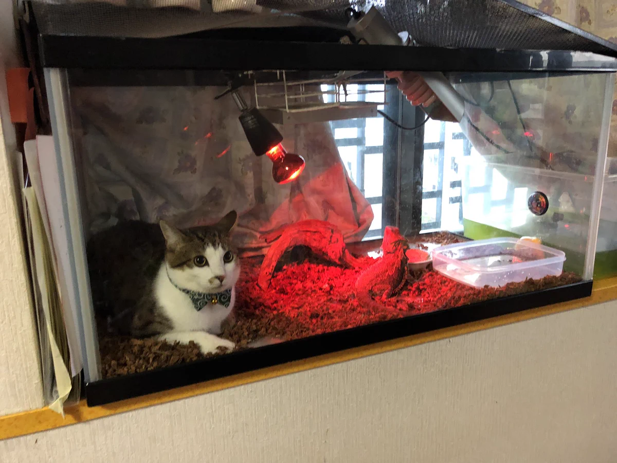まさかの同居！？明らかに居場所が違うあいつが可愛すぎる