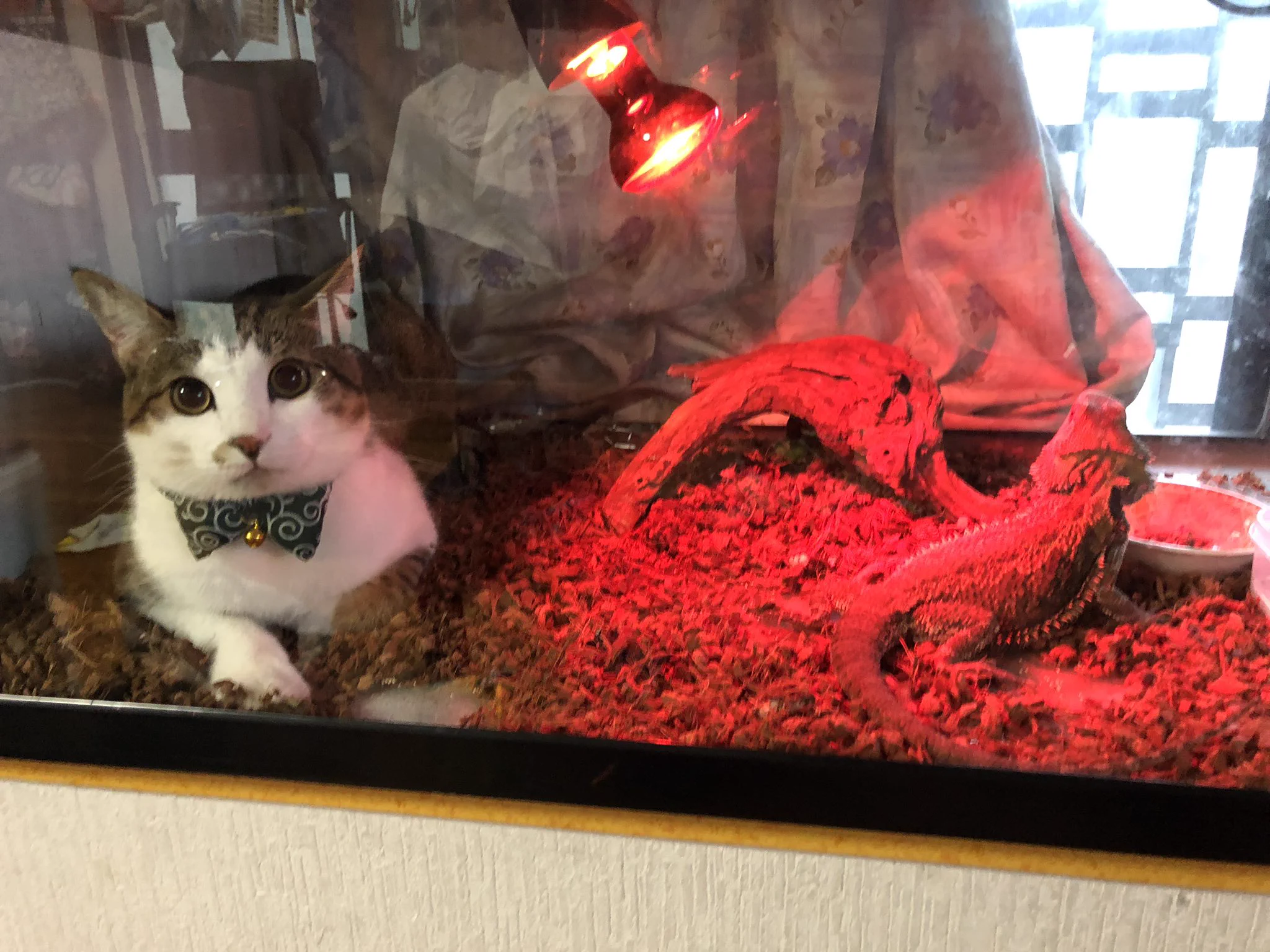 まさかの同居！？明らかに居場所が違うあいつが可愛すぎる