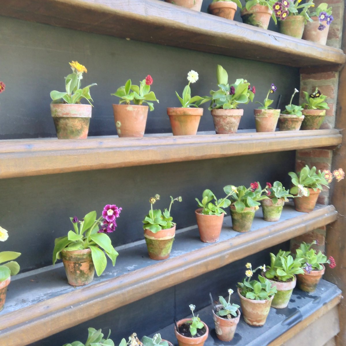 tamsinwesthorpe's tweet image. Note to self! Don&apos;t buy anymore #auriculas @RHSMalvern #Runningoutofspace !!! #addicted #gardening