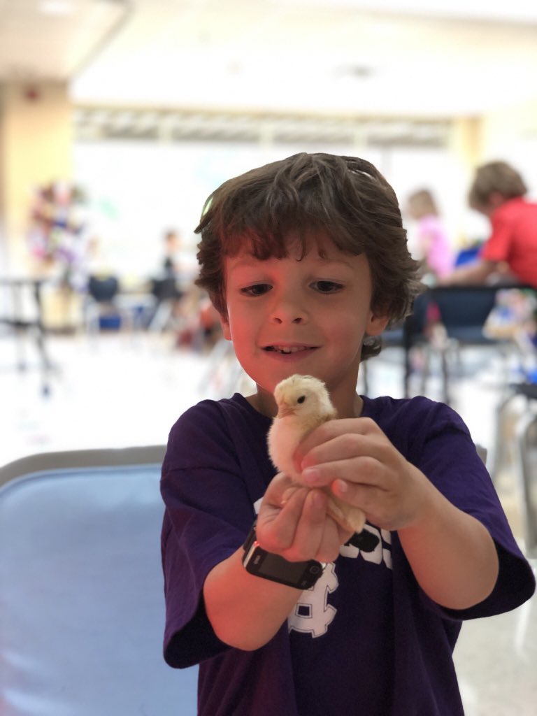 These guys were beyond excited to hold a chick today!  <a href="/BrownsvilleES/">BrownsvilleES</a>