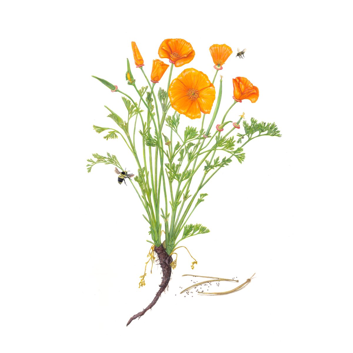 StephanieRozzo's tweet photo. I love pollinators and flowers! To continue celebrating National Wildflower Week, here is my gouache painting of a California Poppy(Eschscholzia californica)
and bee pollinators. Please consider planting native wildflowers in your garden! #gouachebotanical#nationalwildflowerweek https://t.co/i79ebiWLXz