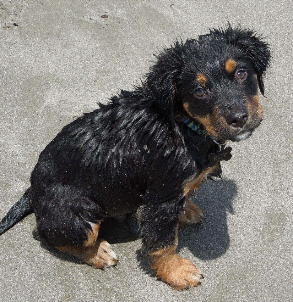 SaltwaterLab's tweet photo. @dog_rates @BabyyGuwop He looks like my little bro https://t.co/xO7Q4IYxvU