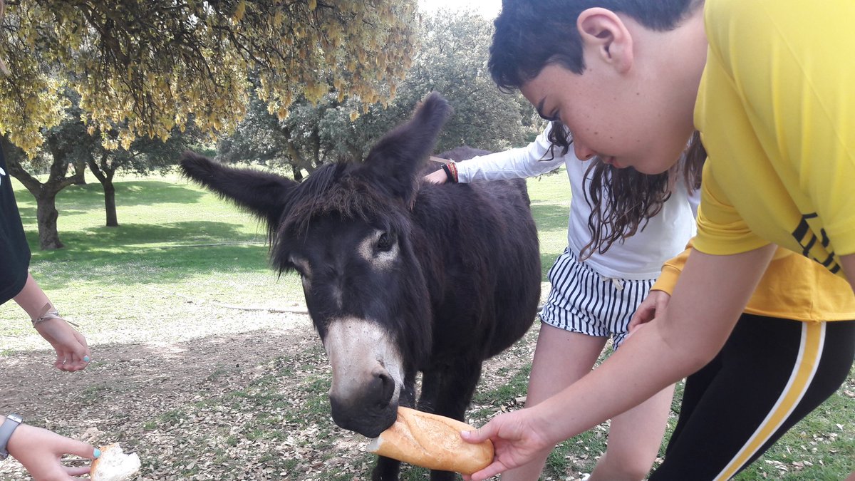 EnglishResource's tweet photo. Today our #6thgraders from @cuenkmilagrosa have fun a lot doing different activities on  @Farmcamp_ancora such as telling stories, making yummy #cupcakes ... feeding farm animales, riding beautiful horses and much more 😁🤣🤗 It's awesome! https://t.co/5QMaZ7nIN7