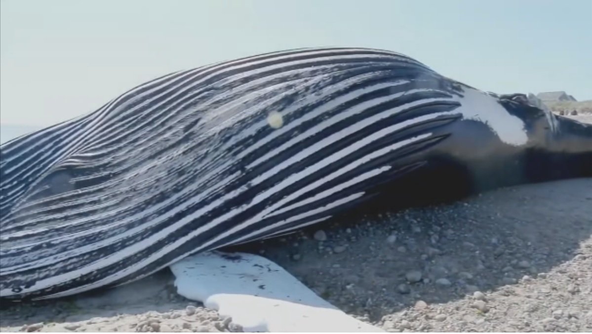 touchettenews's tweet image. 40 Tons

40-50 Years Old

Female Humpback Whale washes ashore in Sandwich and is towed to Barnstable to be studied.

#RIP
#Boston25