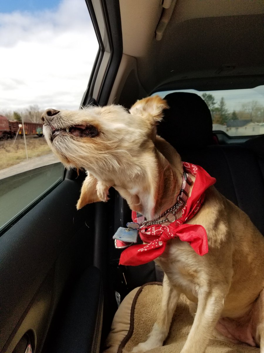 BDogface tweet picture