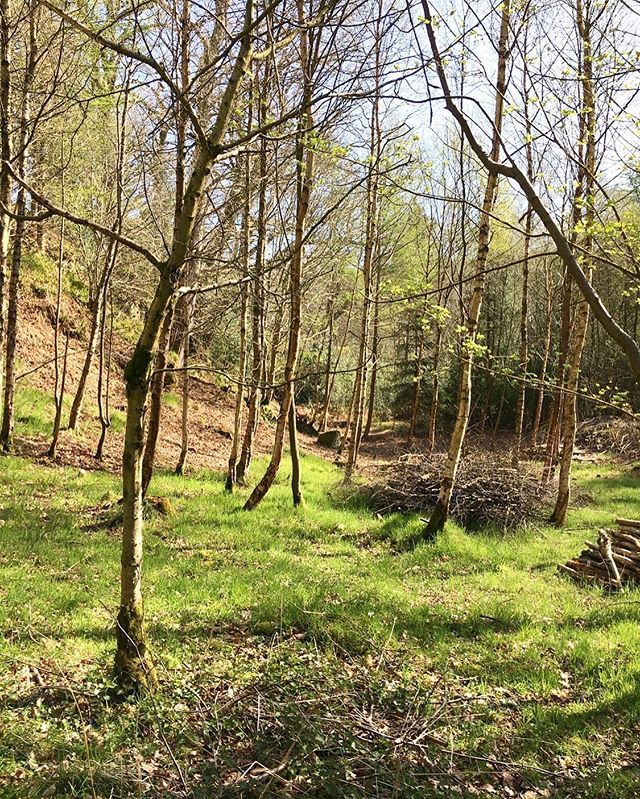 FarmhouseHq's tweet photo. Spring woodland at The Farmhouse - velvety soft 🍃#thefarmhouseyorkshirehq https://t.co/yVrTzLy8BT https://t.co/YJPOL9rvl8
