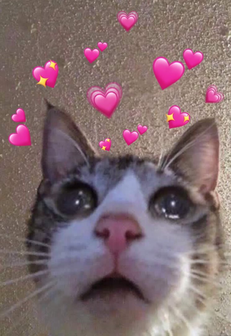 Cat Heart Memes I Just Found This Account And It S Very Good Taigathetigress Is Adorable T Co Cv91ysfngs Twitter