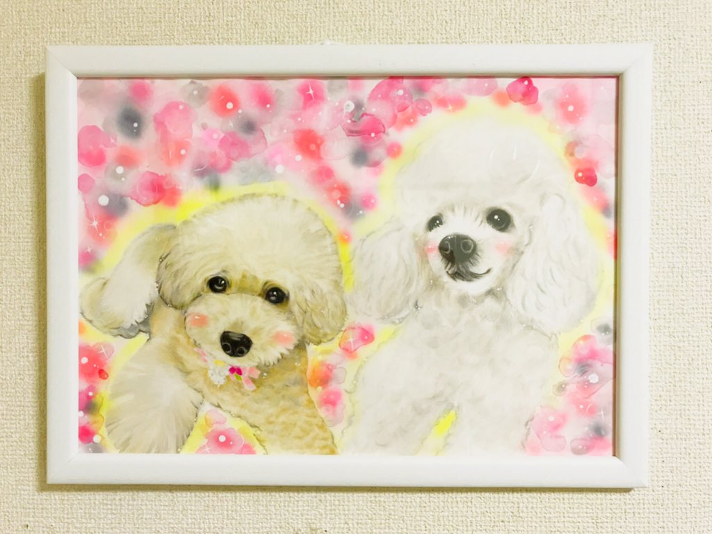 ダウンロード トイ プードル 壁紙