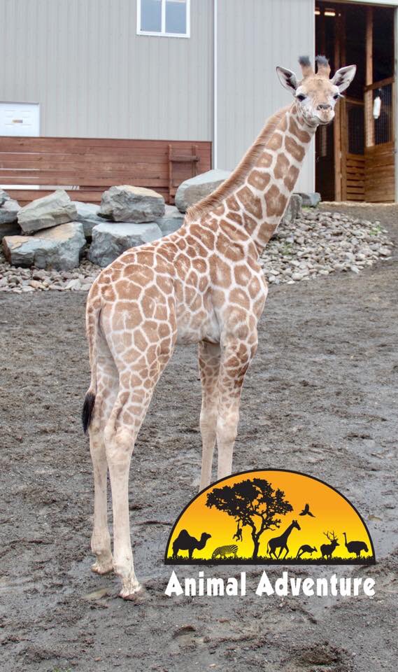 AziziTheGiraffe tweet media