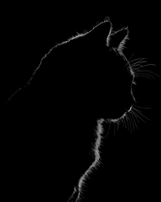 johnnyknightph1's tweet photo. Seriously, look at this. This is not a photograph. Silhouette Cat #1 by Phil Winn. Vote for this amazing illustration in #ArtAttack: https://t.co/Pvpcjk2YWv https://t.co/haDIuKIlin