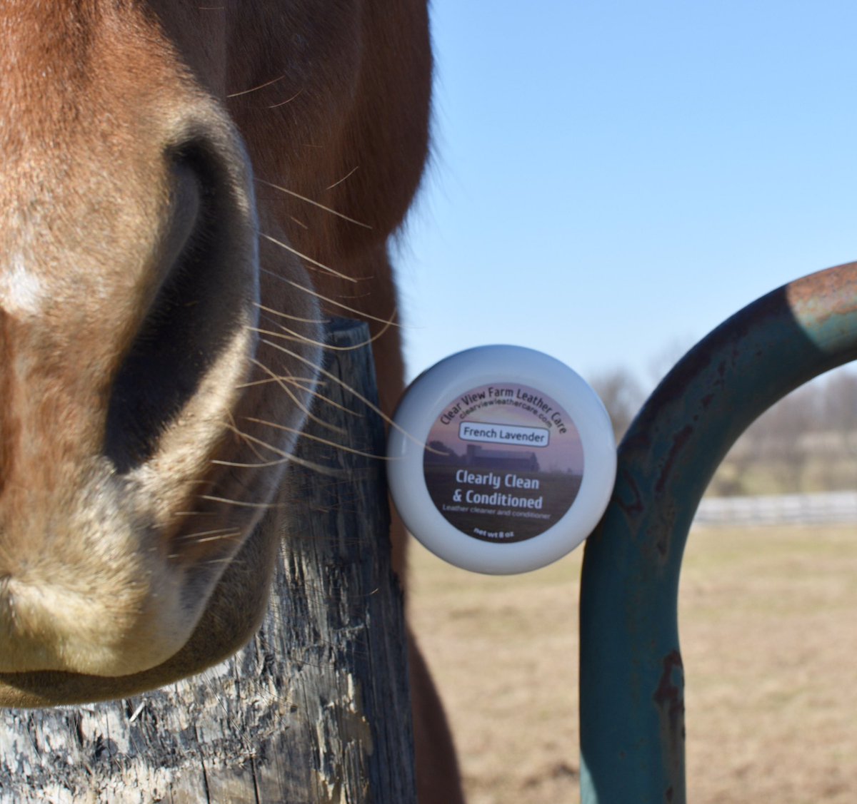 CVF_LeatherCare's tweet photo. French Lavender is one of my faves! It smells so good! 💁🏽♀️ #mitchellLee #wrinklenose #boop 🐎❤️ #ClearlyCleanAndConditioned #ClearViewFarmLeatherCare #ClearViewEquestrianCenter #scented #leathercare #equestrian #tack #eventing #dressage #showjumping https://t.co/AvVF2JXwtt