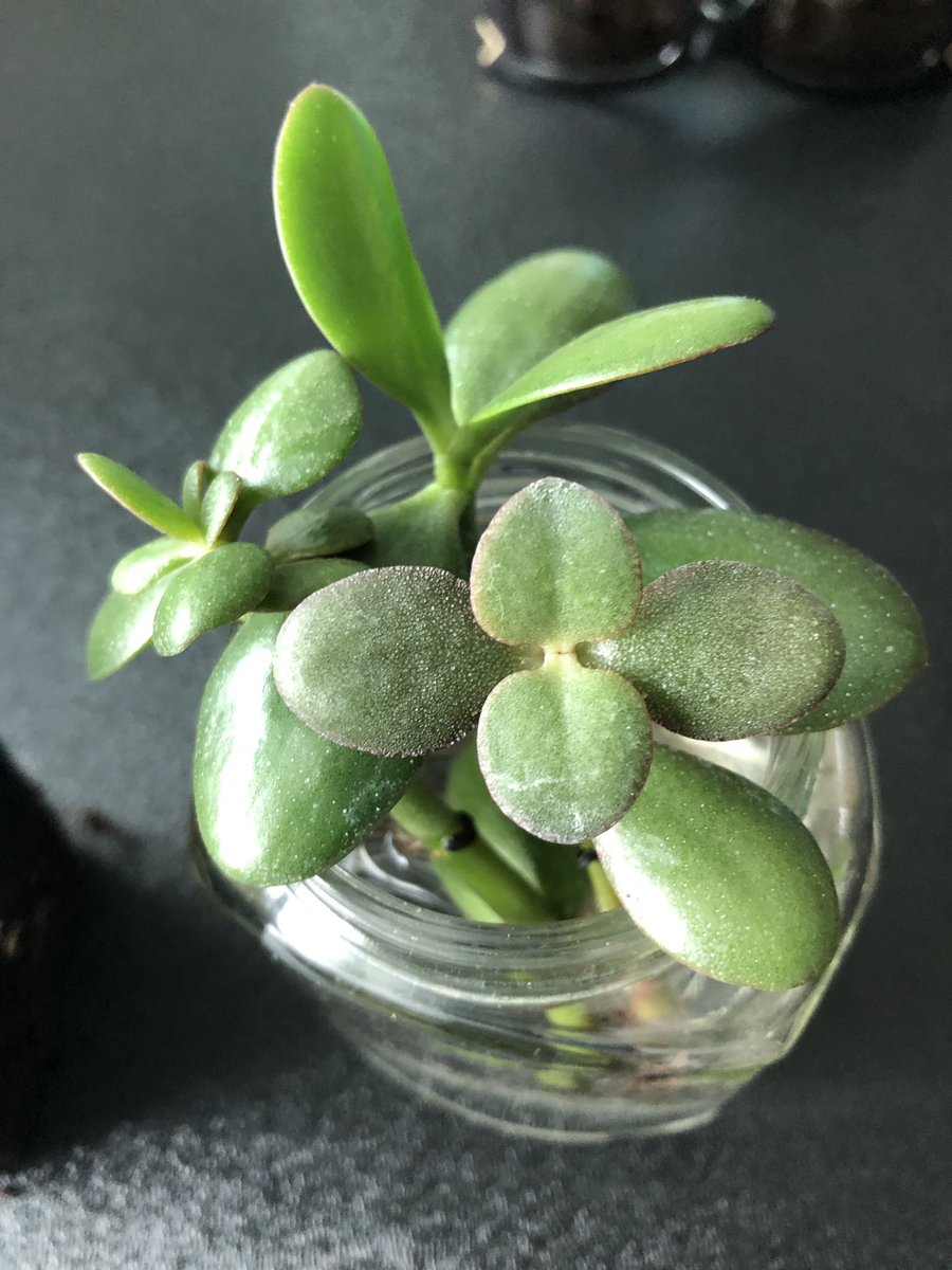 DialloSalioub's tweet image. Apprentissage en plein air #AppEx
@CanConnectEd