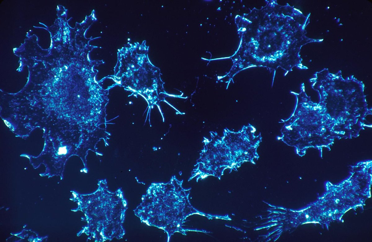 Regen BioPharma News tweet media
