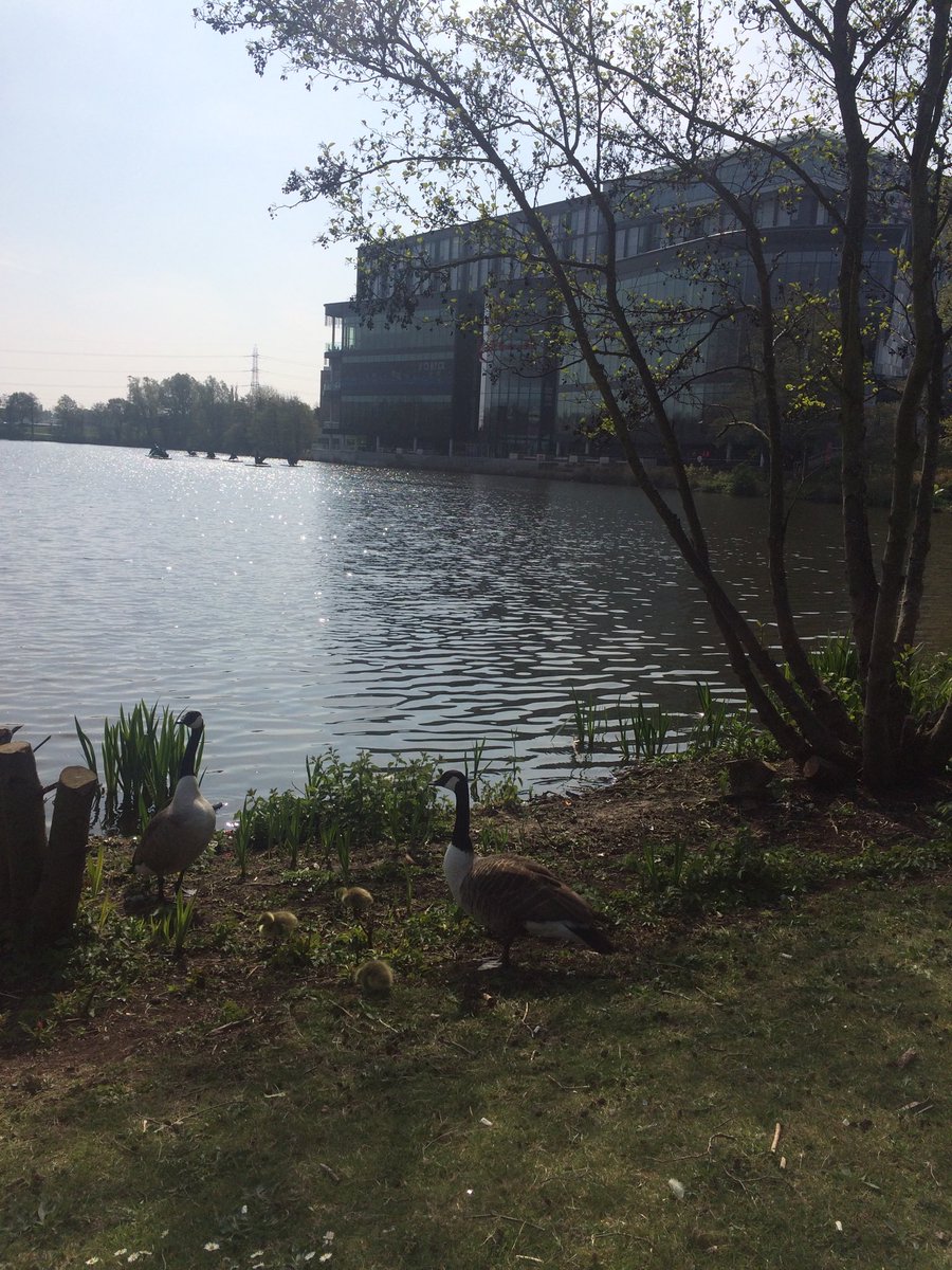 ThinkBirmingham's tweet photo. ⁦Canadian geese &amp; goslings enjoying a moment before ⁦@ProcurexLive⁩ ⁦@thenec⁩ meeting #suppliers &amp; #buyers with a buzz for business ⁦@SolihullBID⁩ ⁦@GBSLEP⁩ ⁦@birmingham_live⁩ ⁦@ForumBirmingham⁩ https://t.co/3mgbWE6Fy9