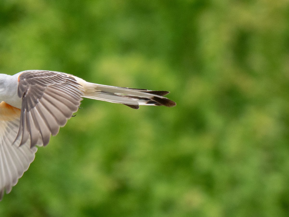 A female Scissor-tailed flycatcher in flight against a background of green foliage. The bird is fairly sharply in focus but the head of the bird is cut off by the edge of the frame.