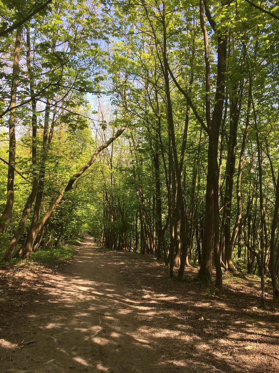 Sunshine and bird song all the way on our walk ⁦<a href="/SteyningDScheme/">Steyning Downland</a>⁩ today #sussexwalk #southdownsway