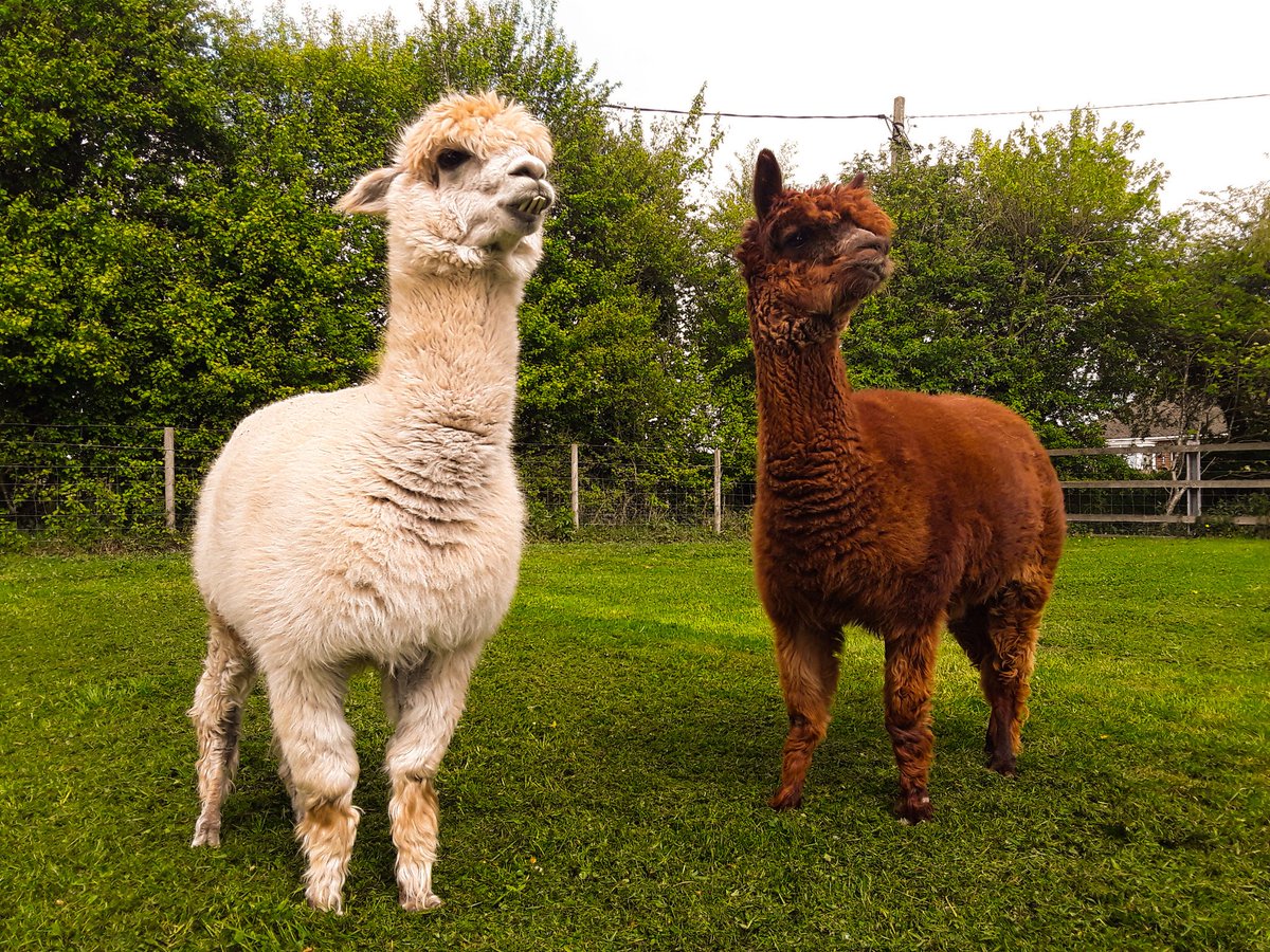 Pussy just like alpaca, first time girl fucking youtube