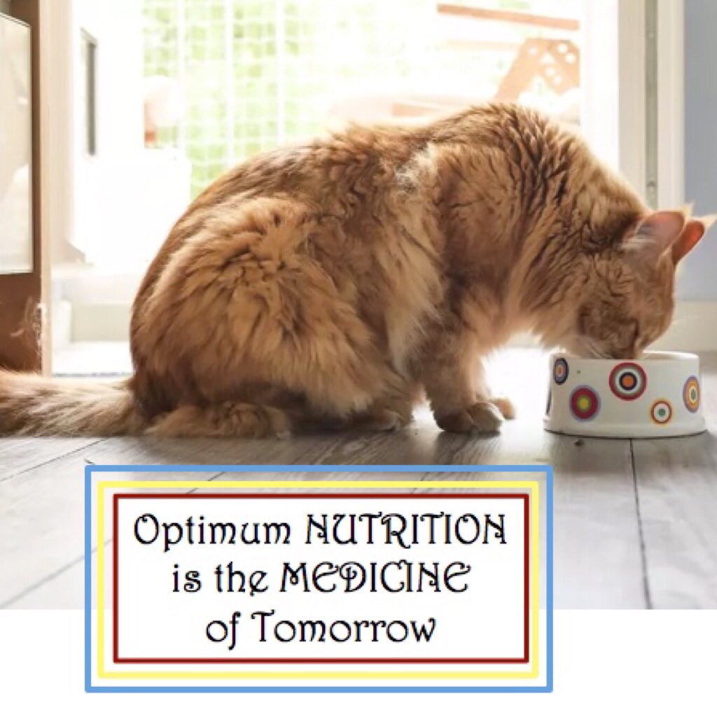 TBWindermere's tweet photo. Optimum Nutrition is the Medicine of Tomorrow #optimumnutrition We Can help you! https://t.co/LVvb1X23bh