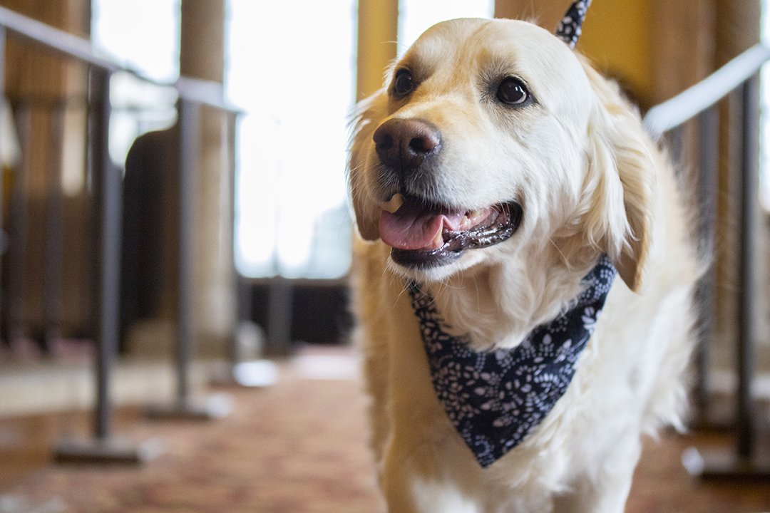 ISUPD's tweet photo. Meet our new four-legged employee, Zosia! She's a certified therapy dog working with our Mental Health Advocate, Kinsey Phillips. You can meet her all week at Barks@Parks! #woof https://t.co/ryc2DrXgVt