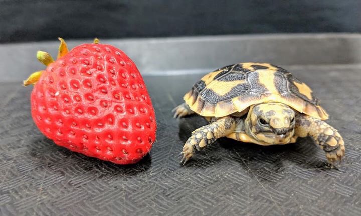 ComoZoo's tweet photo. 🚨CUTENESS ALERT🚨
A Pancake Tortoise hatched on April 2! Pancake Tortoises are just one of the animals featured in our educational programs!
📷: Zookeeper Ruthie https://t.co/qTSxL19z3V