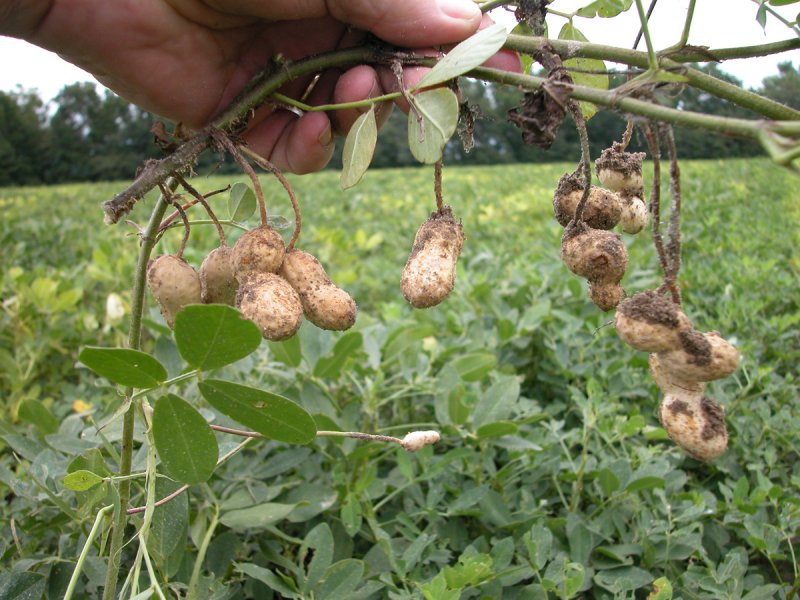 выращивание земляного ореха
