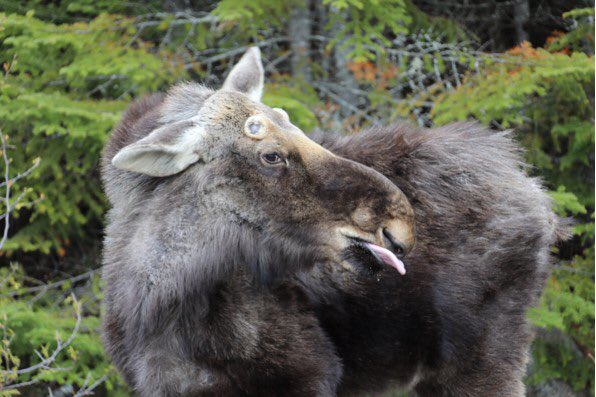 mainemoosetrack's tweet photo. What perfect timing for #tonguesouttuesday 😋
Guest Wit snapped this photo 📸 at what we think was absolutely perfect timing in the morning!  
This Maine bull is shedding his winter coat.  It’s been a LONG winter for all of us. 😌 @RaftingMaine #moose #mainemoosewatching https://t.co/xotCqC86IU