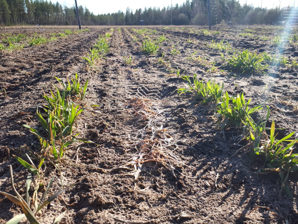 HHaikka's tweet photo. When you see perfect differences in resistance #smile #plantbreeding #resistancebreeding #rye #snowmould @Boreal_fi Vappua🎉 https://t.co/aO2uRc5SxO