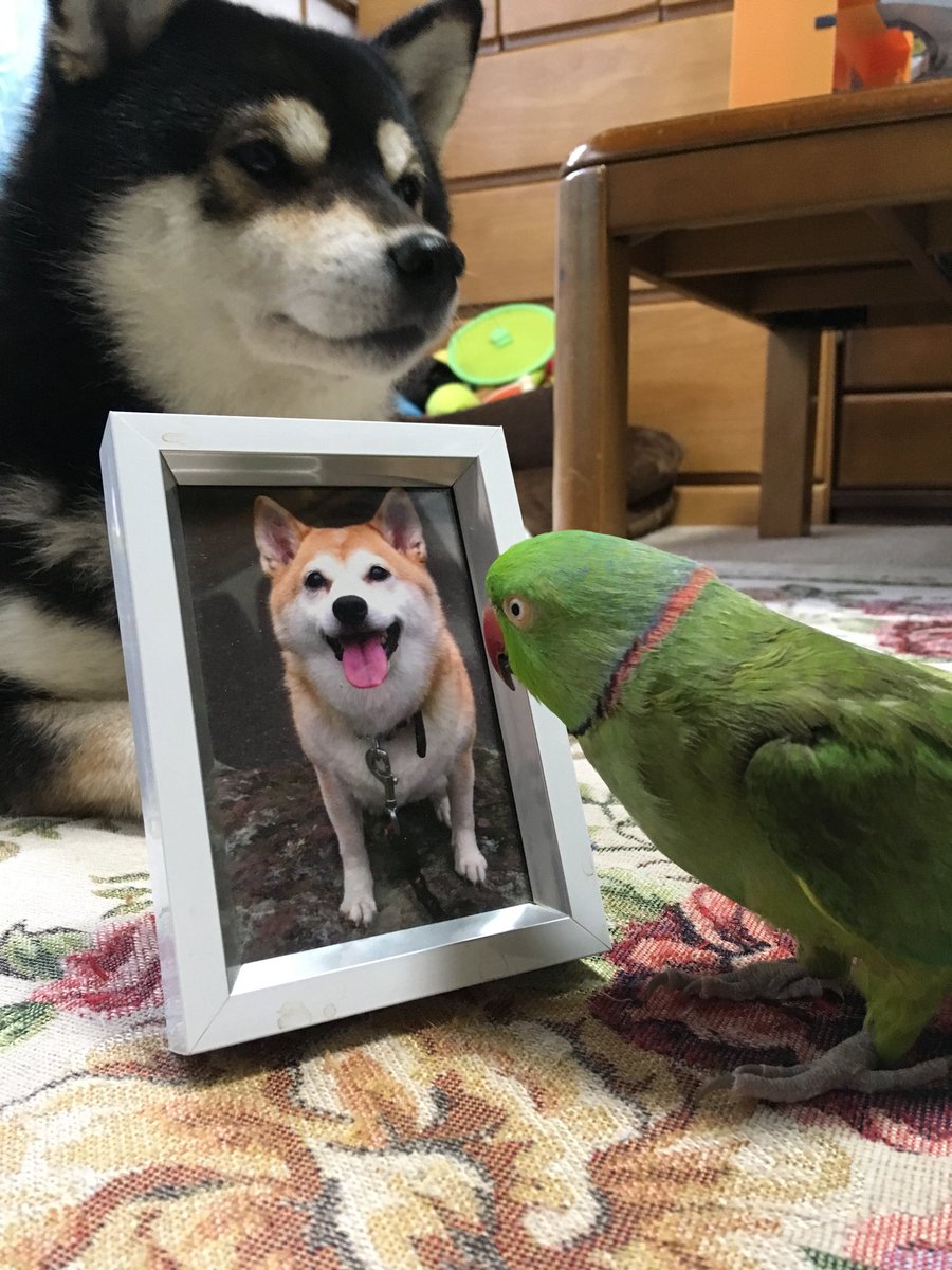 ローズ Amp 柴犬りょう Twitter Search