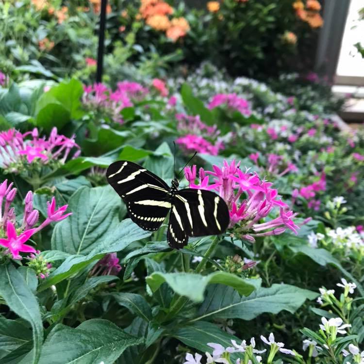 gorockford's tweet photo. Spring is in the air...literally! Enjoy the flurry of #butterflies 🦋 all around you inside #NicholasConservatory with their Simply Spring: The Butterfly Exhibit! Immerse yourself in this beautiful, hands-on exhibit, perfect for all ages! @rpdfun https://t.co/UfGL38uqN6