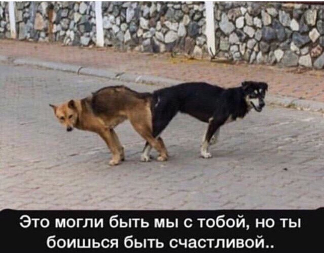 Собаки прилипли друг к другу