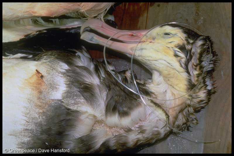 Fishing gear kills 100,000 albatrosses every year. By expanding marine protection across our UK Overseas Territories, we can stop this in our waters. #BackTheBlueBelt