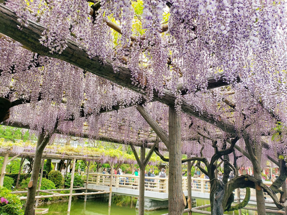 memi611016's tweet photo. 平成最後の日
雨が一瞬あがったタイミングで
亀戸天神ｻﾏの藤の花を愛でる❤
#亀戸天神 #藤の花 https://t.co/rNCWkaG6pz