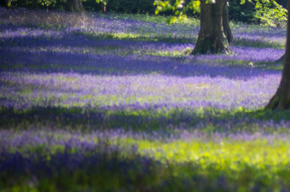 #Bluebells are at about 90% today <a href="/Cornwall_Today/">Cornwall Today</a> <a href="/FalmouthHour/">Falmouth hour</a> <a href="/TruroHour/">#TruroHour</a> <a href="/VisitFalmouth/">Visit Falmouth</a> <a href="/VisitPenryn/">VisitPenryn</a>. Photo credit Leon Woods.
