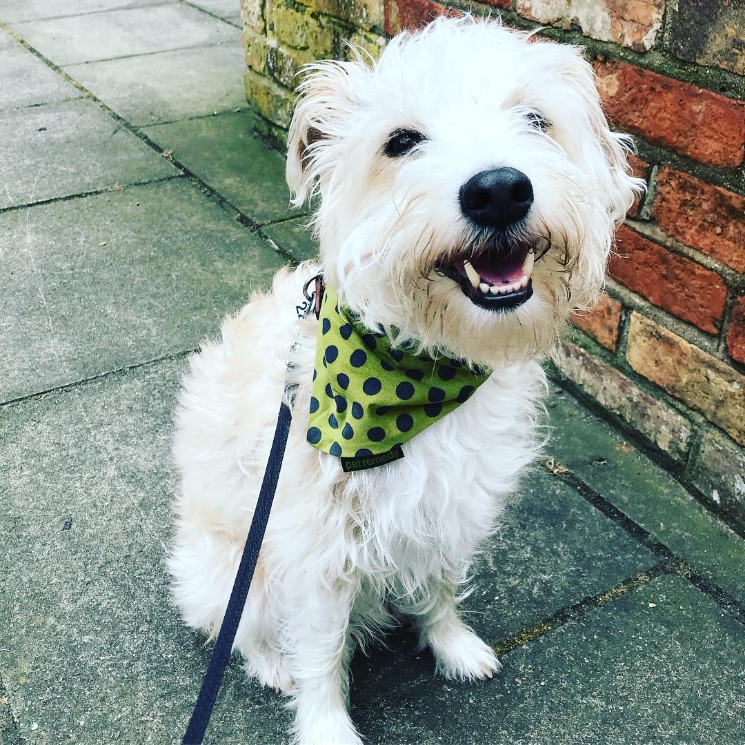 petremedy's tweet photo. Another happy dog wearing one of our Pet Remedy Bandanas!
@evieandtedward Instagram
#petremedy #petanxiety #catanxiety #doganxiety #dogcalming #catcalming https://t.co/9ZMF3p43fr
