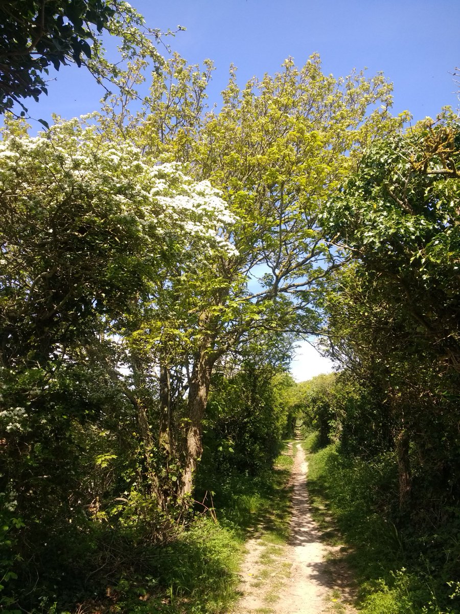 learntthings's tweet image. A lovely cycle ride on the South Downs @sdnpa @SouthDownsTrust @SouthDownsWayNT @SDCA_Lewes #cycling #countryside @BrightonHoveCC #landscapephotography #landscape #nature #NaturePhotography #naturelovers