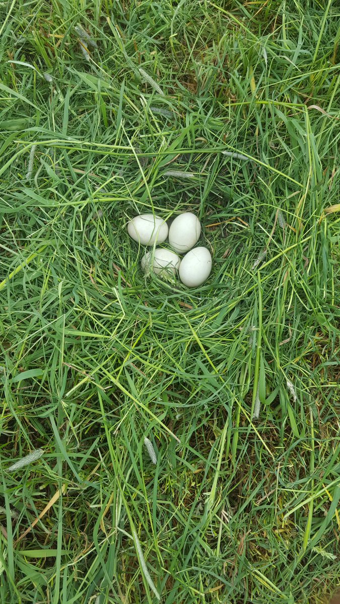 JanVoetsie's tweet photo. Nest gespaard met maaien en schudden, helaas voor de kauwen/kraaien. Is inmiddels leeg!!! https://t.co/00QxLfUR1W