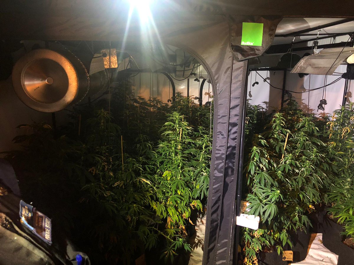 MPSSelsdonVale's tweet photo. Another drugs warrant conducted by #selsdon team. Another cannabis farm with 87 plants found. If you have any info regarding drug dealing/cultivation then please PM us 
#drugs #wardpromise #croydoncops https://t.co/yvus5ZzLBN