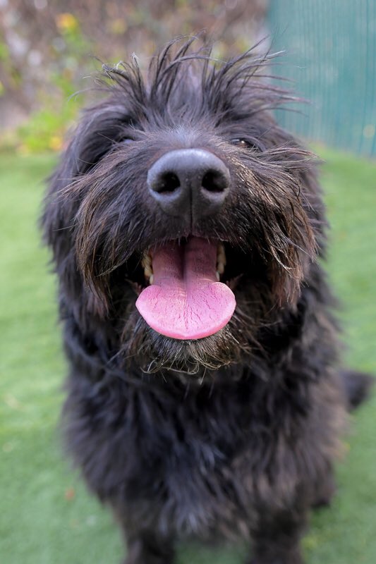 SacramentoSPCA's tweet photo. Happy Tongue Out Tuesday from Ralph!! We’re not open for adoptions today but you can come meet this bearded wonder Wednesday 11 - 6pm! #sacspca #TongueOutTuesday #beardeddog https://t.co/auSgfMzQg6