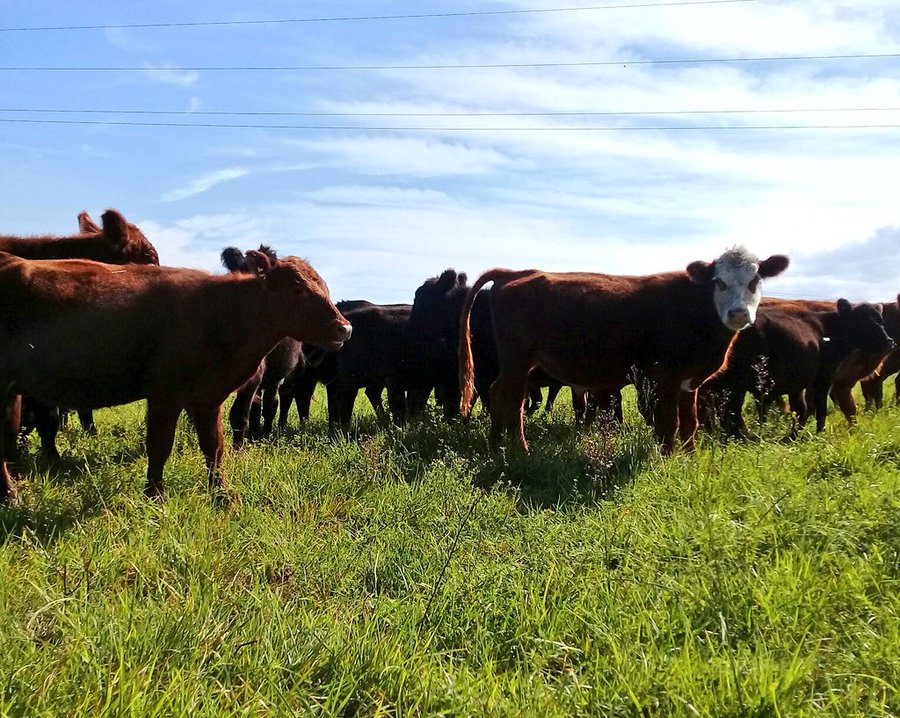 Ver imagen en Twitter