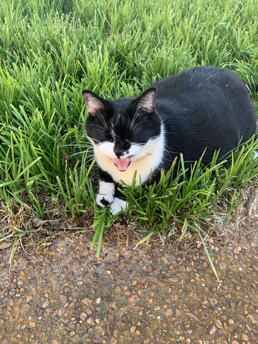 ericmcgill0214's tweet photo. Happy #AdoptAShelterPetDay from Oreo https://t.co/Z1dTvZ6XVd